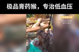 极品膏药猴，专治低血压。#膏药猴 #可怜之猴必有可恨之处 #第一次见情绪这么稳定的猴子 #萌宠嗨翻天 #马喽的命也是命视频封面
