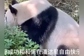 成功大熊猫的离开八个孩子没有妈妈了 #大熊猫花花没有妈妈了
