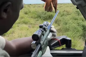 一头受伤的大象被保护区工作人员麻醉，进行药物治疗#动物世界 #大象 #保护野生动物视频封面