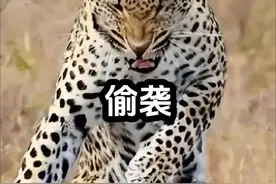 美洲狮搞偷袭，死心眼！远没有花豹高明！#难得一见 #野生动物零距离 #动物世界 #花豹 #美洲狮视频封面