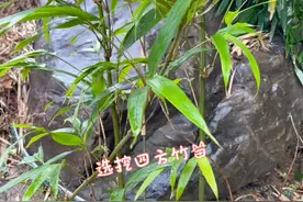 二月竹三月木，来这选挖些四方竹移栽！分享种植方法经验！视频封面