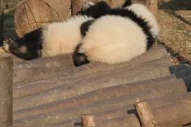 熊猫宝宝贴贴睡觉姿势太萌了 #大熊猫 #熊猫宝宝 #来这吸熊猫 （编辑：鹿师傅，责编：小蛮，审核：贝果）视频封面