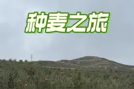 弯腰播种，每一颗麦粒都承载着希望，期待着它们在土地里生根发芽，茁壮成长。#我的乡村生活 #我的农村生活 #种麦子 #麦子 #三农视频封面
