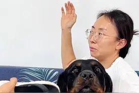 这回母老虎算是扳回了一局 #罗威纳一坨 #狗仗人势视频封面