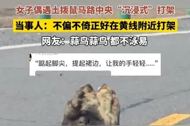 5月10日，甘肃。女子偶遇土拨鼠马路中央“沉浸式”打架，当事人：不偏不倚正好在黄线附近打架，网友：蒜鸟蒜鸟，都不泳易。#土拨鼠 #打架视频封面