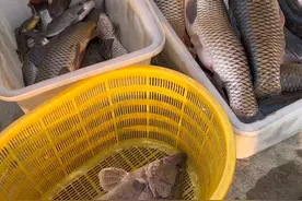 老爸花一千元包了一个乡村荒塘，没想到里面暗藏巨物#新农人计划2024 #鱼塘乐趣 #真实户外 #逮鱼摸虾 #今天的收获视频封面