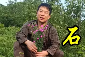 “含金量”很高的一种植物——石竹。 相传明清时候商人就是靠它发找到了金矿。#植物科普 #识百草 #野生药材 #石竹花 #石竹视频封面