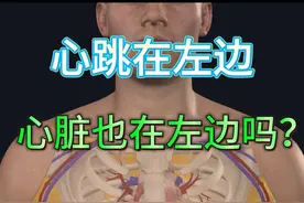心脏的位置在哪里？心绞痛是哪里疼？ #心脏 #心跳 #心绞痛 #抖音创作季 #人体奥秘