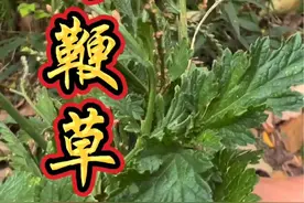 马鞭草-百草之源，被赋予和平的象征，你还知道它有哪些作用吗？#一日一植物 #识百草 #植物科普 #马鞭草视频封面