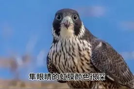 隼和鹰，别再傻傻分不清啦！#神奇动物在抖音 #奇妙的动物视频封面