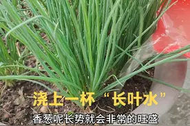 葱长得瘦又小，赶紧给它喝一杯“长叶水”，15天粗壮翠绿又旺盛