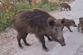 户外钓鱼偶遇野猪一家 #抖音看世界 #神奇动物在抖音 #国外视频分享 #野生动物 #野猪视频封面