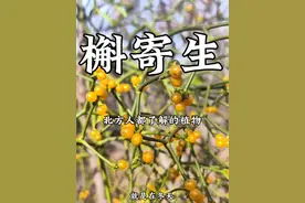 槲寄生 它在北方可以说是家喻户晓，你了解它吗#植物科普 #槲寄生 #冻青视频封面