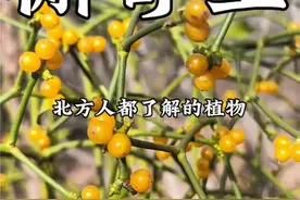 槲寄生 它在北方可以说是家喻户晓，你了解它吗#植物科普 #槲寄生 #冻青视频封面