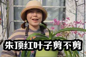 朱顶红叶子是绿油油的，今年春天可以开花，可以适当的修剪，这样后期长出来的短叶子，配花会更好看。#朱顶红 #朱顶红养护 #朱顶红种植方法 The leaves of the Hippeastrum are bright green. It can bloom this spring. Appropriate pruning can be carried out. In this way, the short leaves that grow later will match the flowers more beautifully.视频封面