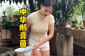 今天云南老婆上山捡回来一堆鹅膏菌，又是试毒员的一天 #南北饮食大不同 #夫妻日常 #中华鹅膏菌 #试毒大会 #有一种叫云南的生活
