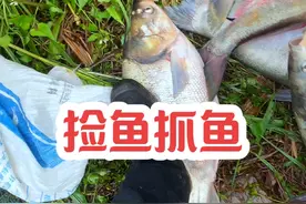 开闸泄洪抓鱼，每条都是十多斤的大鱼，根本捡不完，太过瘾了，货车来拉进货似的#抓鱼摸虾 #抓鱼视频封面