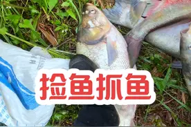 开闸泄洪抓鱼，每条都是十多斤的大鱼，根本捡不完，太过瘾了，货车来拉进货似的#抓鱼摸虾 #抓鱼视频封面