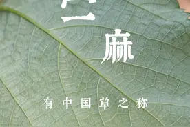 在棉花进入我国之前它一直有着重要的地位，路边的国宝级植物苎麻#植物科普 #苎麻 #你的家乡有这种植物吗 #夏布 #识百草视频封面