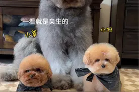 翻车了…第一次带碎嘴子一家三口去露营没经验 #欧拉好猫#女性心目中的顶流座驾#碎嘴子#一家三口#带狗子露营视频封面