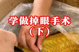 学做龙鱼掉眼手术，全过程分享（下）#养鱼日记 #龙鱼 #掉眼手术 #上热门🔥视频封面