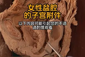 女性盆腔和子宫附件 #医学科普 #人体结构 #人体视频封面