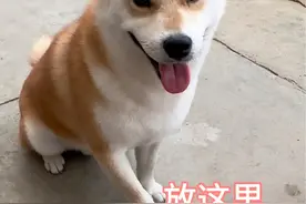 #纯种柴犬幼犬推荐官 这一天我改善伙食太难了。#萌宠出道计划 #柴犬日常 #柴犬米多多 #记录米多多成长五个月啦视频封面