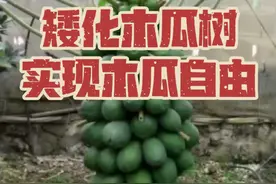 一分钟教会你矮化木瓜树，实现伸手摘木爪自由！太简单了 #木瓜