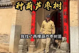 我们在山西清代老宅里种下两棵葫芦枣树 期待秋天枣子挂满枝头的样子#山西老宅 #古建筑之美 #古建筑修复 #旧房改造 #老房子的回忆