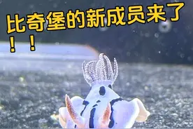 比奇堡的新成员来了！猜猜是谁？ #海绵宝宝 #派大星 #现实版比奇堡 #海绵宝宝成员现实里长什么样 #小蜗