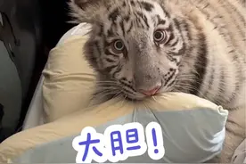 #白虎 天天肚子里憋着坏#宫百万视频封面