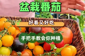 盆栽番茄居然这么好看和好吃，手把手教你种，阳台新手都可以学会