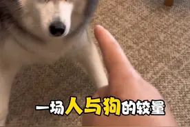 养个狗吧，多好玩啊还会吵架。哈哈哈哈哈哈！#哈士奇