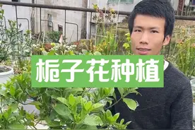 栀子花买回家就出现黄叶、掉花苞之类的情况如何处理#爱生活爱养花 #种植小技巧 #栀子花视频封面