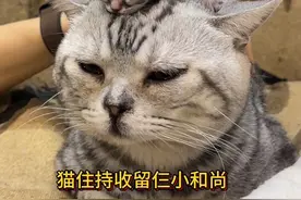 别再往寺庙里送小和尚了..#我和我的猫 #猫咪的心思都写在脸上了 #万物可爱计划 #小奶猫成长记视频封面