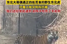 东北大哥路边偶遇正四处觅食的野生东北虎，对着人呲牙吼叫示威，“我们这经常能遇到东北虎，前阵子咬死了羊和狗”#东北虎 #大猫  #野生动物零距离 （来源@一张不会花🚶 感谢分享！出行注意安全啊！）视频封面
