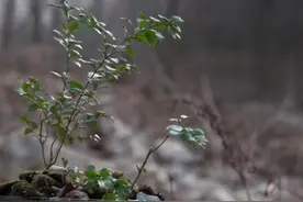 溪流野采造景，大自然里的鱼缸，在溪流边现场造景简直不要太爽视频封面