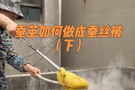 昨天江西南昌的一位大哥拿来了一包蚕茧想做床蚕丝被，开打之后发现蚕茧里面的蚕蛹都没有剪出来，还有有一部分都变成蛾子，所以还需要一个一个把蚕蛹给剪出来，建议邮寄之前就得把蚕蛹给剪出来，不然运输中容易腐烂变质，剪出来之后还需要再用锅煮，由于柴火不多了，又去山上捡了点柴火，这样时间久不早了，今天一早起来开始煮，#蚕茧如何做成蚕丝被 #蚕茧做蚕丝被的过程 #蚕丝被 #蚕丝被手艺人