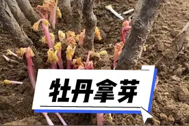 牡丹拿芽 牡丹拿芽也叫修脚，是春季对牡丹的一项修剪管理工作#牡丹种植 #牡丹 #牡丹养护视频封面