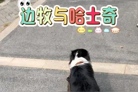 狗狗还是有很多小心思的 #边牧#哈士奇#狗 #萌宠出道计划视频封面