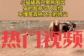#抖音热点宝 #安全 小猫被两只熊围攻猫的智商令人震惊不愧是森林之王的师父#动物的迷惑行为 #神奇动物在抖音 #国外视频分享视频封面