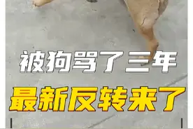 因为给大黄狗绝育被狗骂了三年，没想到这事最近还有反转视频封面