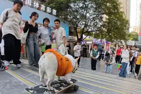 狗狗步行街表演滑板下楼被粉丝围观，最后还来了个大漂移太牛了！ #法斗 #萌宠 #滑板狗 #小法斗球球 @DOU+小助手视频封面