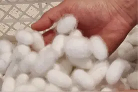 #蚕宝宝 #蚕丝被 蚕茧做蚕丝被