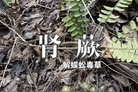 肾蕨 它全草可以药用，通常长在石壁上的泥缝中，块根被叫做凤凰蛋也是中药材石黄皮#植物科普 #肾蕨 #肾蕨蛋视频封面