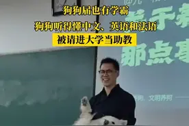 （原创采访）狗狗届也有学霸？#狗狗听得懂三国语言被请进大学当助教  （素材@九一和十三 ）#萌宠 #萌宠出道计划 #狗狗 #如果小狗能说话视频封面