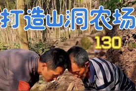 山洞农场网友都关心的茅丝今天开始做了，以后山洞就有茅丝了 #农村创业养殖 #三农 #新农人计划2025视频封面