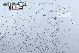 12月8日（发布），福建泉州。大型无人机表演突发事故，大量无人机掉进海里。现场网友分析：有人使用了干扰器！视频封面