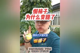 青柿子很涩，为什么懒柿子变甜了？南方应该没有懒柿子吧？#懒柿子 #柿子 #鞣酸 #葡萄酒 #皮革