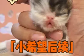 感觉怎么越长约不像猫 感谢粉丝们对小希望妹妹（现在是弟弟了）的关心#小猫护理 #养小猫 #小猫接生 #养猫 #想养猫视频封面